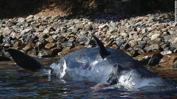 Phát hiện gây sốc trong bụng xác cá voi mang thai dài 8 m trôi dạt vào bờ biển - Ảnh 1.