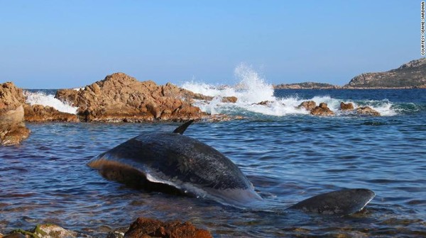 Phát hiện gây sốc trong bụng xác cá voi mang thai dài 8 m trôi dạt vào bờ biển - Ảnh 2.