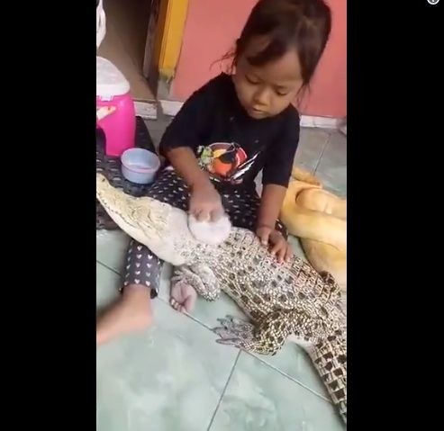 Thản nhiên ngồi đánh răng cho cá sấu, cô bé khiến dân tình sợ khiếp vía - Ảnh 3.