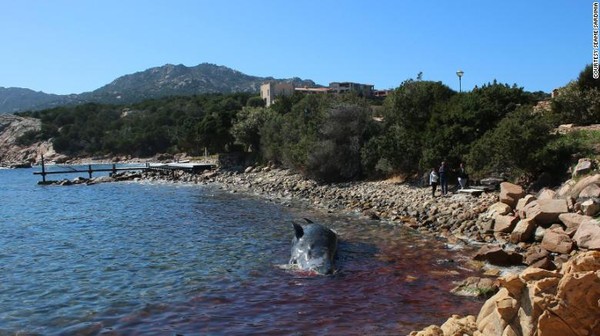 Phát hiện gây sốc trong bụng xác cá voi mang thai dài 8 m trôi dạt vào bờ biển - Ảnh 4.