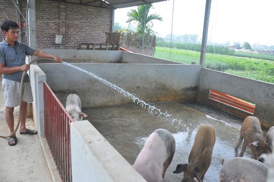  Bộ Tư pháp tuýt còi quy định không nuôi heo bằng bèo tây, thân chuối  - Ảnh 1.