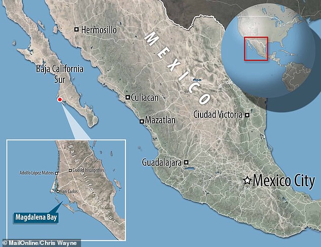 Quái thú biển xanh gây kinh hoàng cho đại dương xuất hiện: Có video bằng chứng; rất hiếm - Ảnh 9.