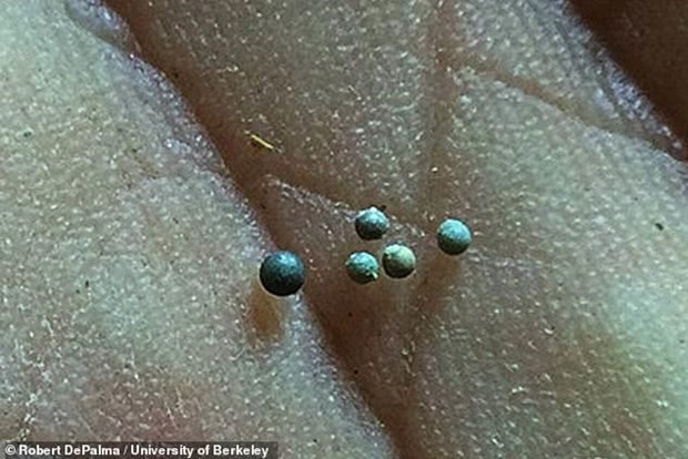 Nghĩa địa hóa thạch tiết lộ thảm kịch kinh hoàng 66 triệu năm trước - Ảnh 4. Nghĩa địa hóa thạch tiết lộ thảm kịch kinh hoàng 66 triệu năm trước - Ảnh 4.