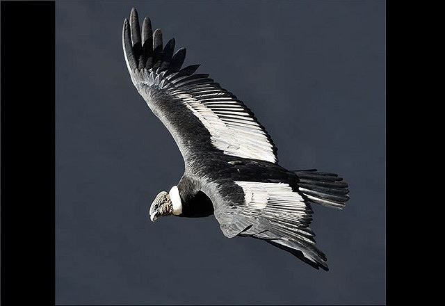 Top 10 loài chim bay cao nhất thế giới tự nhiên - Ảnh 2.