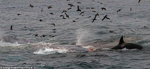 Hỗn chiến giữa cá voi sát thủ và cá voi xanh khổng lồ - Ảnh 2.