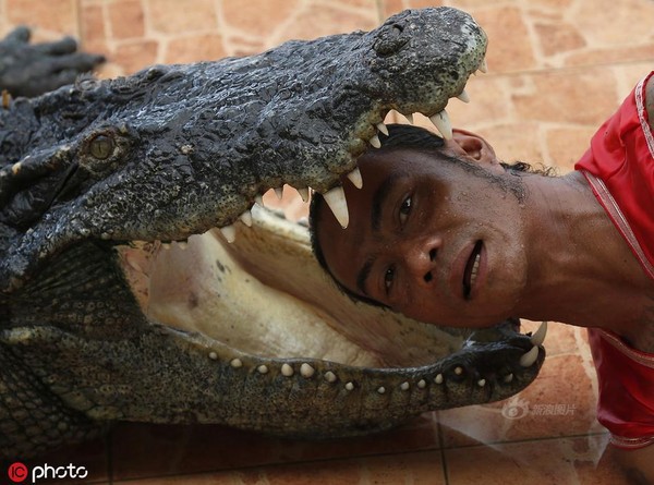 Cận cảnh diễn viên xiếc thò đầu, đặt tay vào miệng cá sấu gây choáng - Ảnh 1.