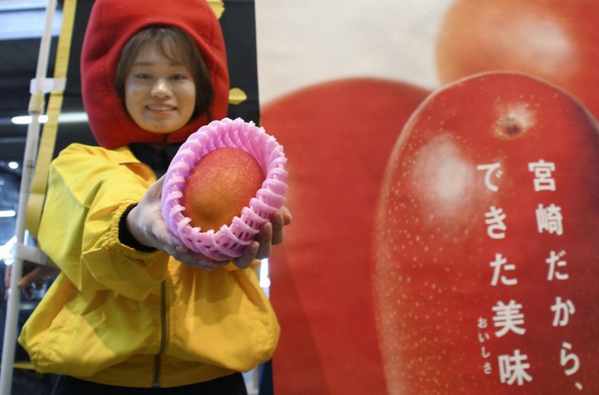 Nhật Bản quả là nơi bán trái cây đắt nhất hành tinh: Đây là cặp xoài trứng mặt trời có giá kỷ lục hơn 100 triệu đồng - Ảnh 3.
