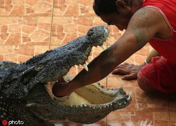 Cận cảnh diễn viên xiếc thò đầu, đặt tay vào miệng cá sấu gây choáng - Ảnh 9.