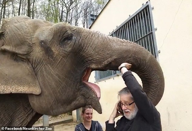 Clip: Người quản tượng xúc động khi voi cái 52 tuổi vẫn nhận ra ông sau 32 năm xa cách - Ảnh 3.