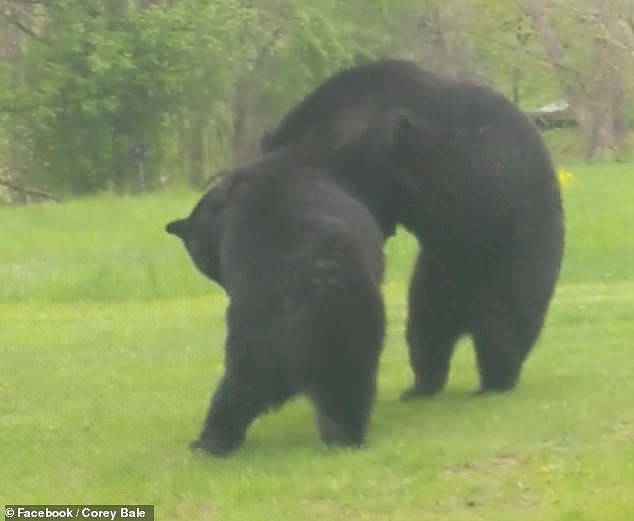 Thích thú hình ảnh hai con gấu đen hỗn chiến như đang cãi nhau - Ảnh 4.