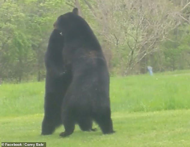 Thích thú hình ảnh hai con gấu đen hỗn chiến như đang cãi nhau - Ảnh 5.