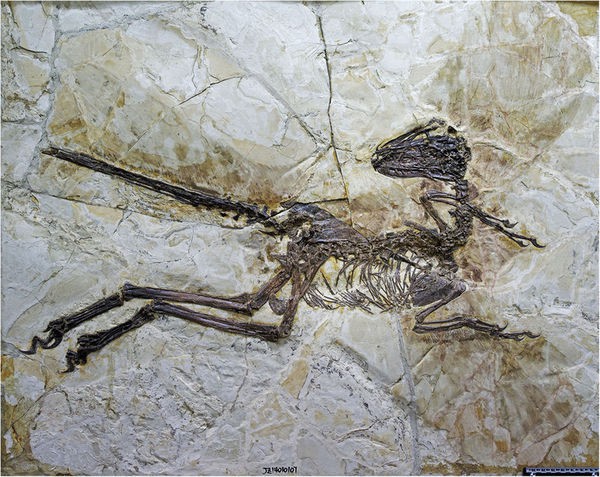 Phát hiện hoá thạch khủng long có cánh tại Trung Quốc - Ảnh 9.