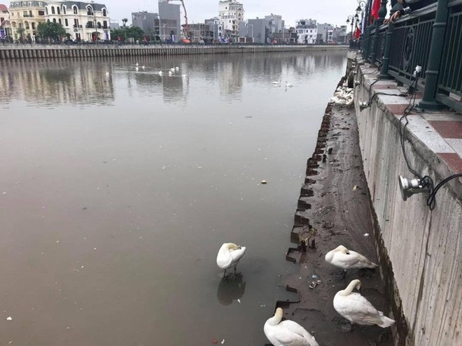 “Bờ sông thiên nga” Tam Bạc Hải Phòng khiến cư dân mạng ngã ngửa vì ảnh trên mạng với ngoài đời quá khác nhau - Ảnh 20.