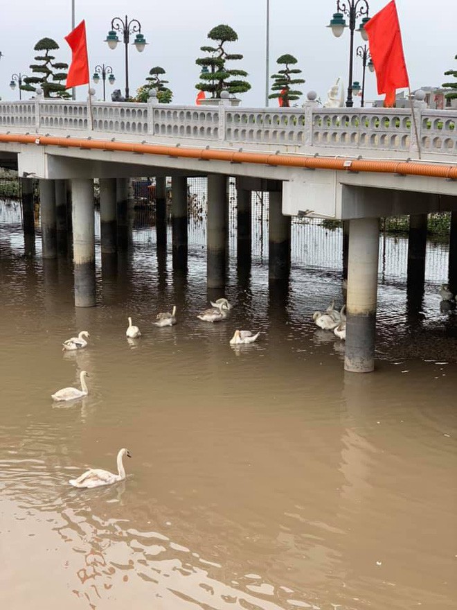 “Bờ sông thiên nga” Tam Bạc Hải Phòng khiến cư dân mạng ngã ngửa vì ảnh trên mạng với ngoài đời quá khác nhau - Ảnh 21.