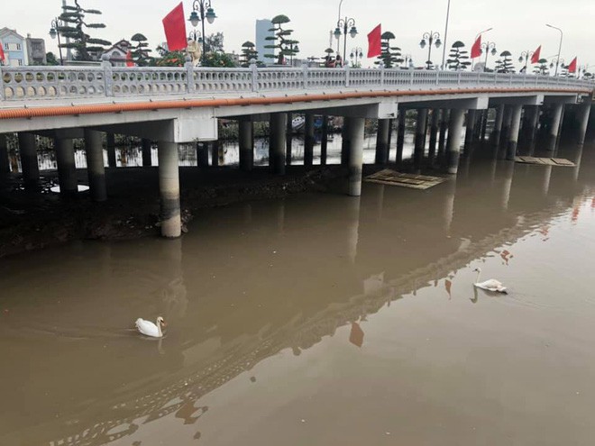 “Bờ sông thiên nga” Tam Bạc Hải Phòng khiến cư dân mạng ngã ngửa vì ảnh trên mạng với ngoài đời quá khác nhau - Ảnh 22.