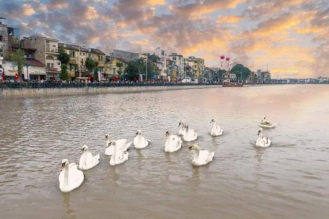 “Bờ sông thiên nga” Tam Bạc Hải Phòng khiến cư dân mạng ngã ngửa vì ảnh trên mạng với ngoài đời quá khác nhau - Ảnh 13.