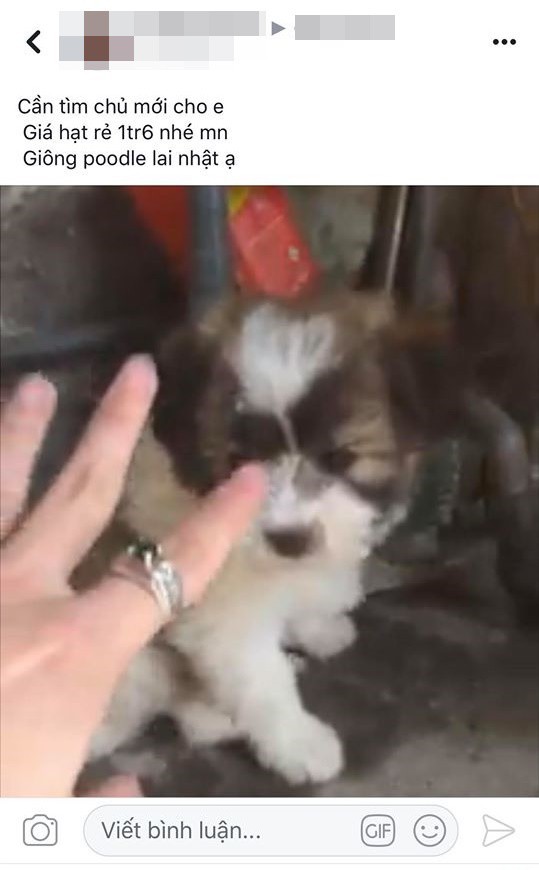 Mua hàng online được nâng lên một tầm cao mới: Mua chó Poodle lai Nhật giá triệu rưỡi, nhận về chó ta 1 tháng tuổi - Ảnh 1.