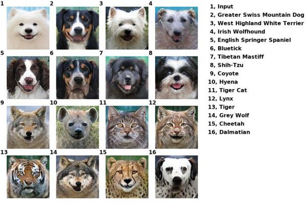 Công cụ đổi mặt này có thể biến thú cưng của bạn thành bất cứ con vật nào - Ảnh 7.