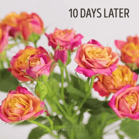 Mẹo vặt: Cắm hoa bằng nước này thì 10 ngày sau hoa vẫn tươi như mới - Ảnh 3.