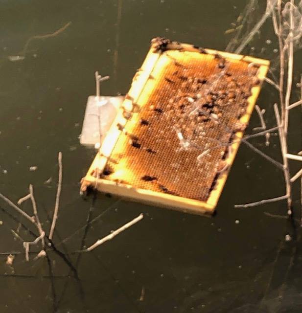 Ong mật tr&ecirc;n thế giới ng&agrave;y c&agrave;ng giảm v&agrave; vừa c&oacute; th&ecirc;m nửa triệu con bị thi&ecirc;u chết - Ảnh 2.