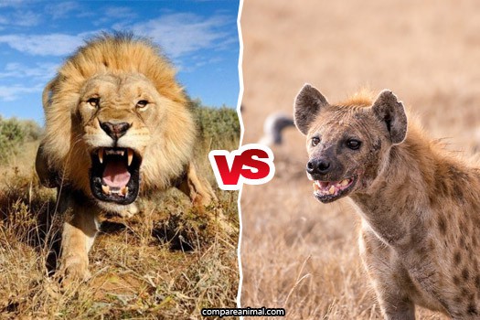 Linh cẩu manh động tấn công sư tử và hậu quả đau khổ hơn cả cái chết - Ảnh 1.
