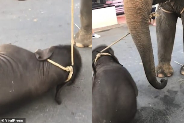 Voi con ngã gục vì bị trói chặt vào voi mẹ đang chở khách nhưng gây phẫn nộ nhất là phát ngôn của vườn thú - Ảnh 2.