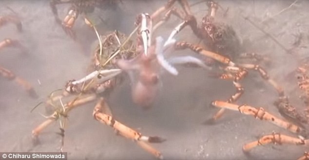Bạch tuộc đi lạc trúng bầy cua khổng lồ và cái kết bi thảm - đoạn video cho ta thấy tự nhiên tàn khốc là như thế nào - Ảnh 2.