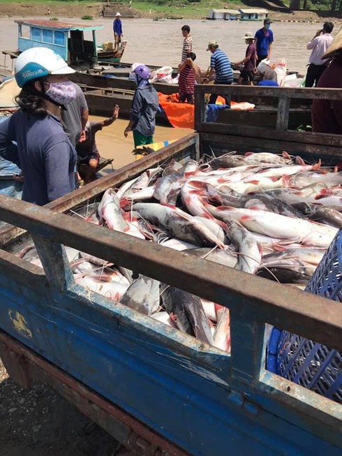 1.000 tấn cá bè sông La Ngà chết: Ô nhiễm hữu cơ vượt quy chuẩn - Ảnh 1.