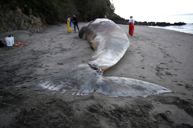 Phát hiện xác 9 con cá voi xám trôi dạt vào vùng biển California - Ảnh 1.