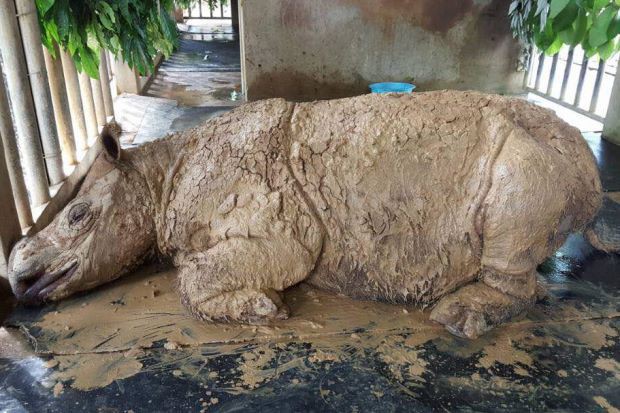 Xác nhận: Loài tê giác 2 sừng tại Malaysia đã chính thức tuyệt chủng - Ảnh 1.