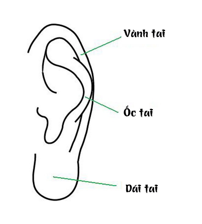 Người có tướng tai nhỏ