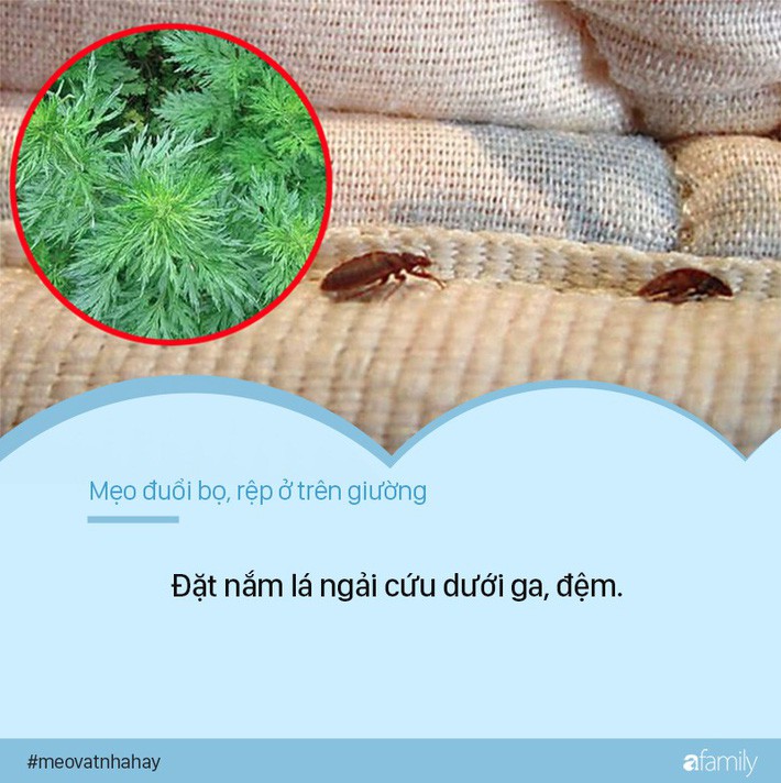 Bọ rệp giường hoành hành ngày mưa ẩm, chỉ cần nguyên liệu này thôi là ...