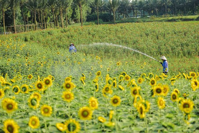 Lướt mỏi tay loạt ảnh check-in “thật là vàng tươi” của giới trẻ ở vườn hoa hướng dương mới xuất hiện ngay gần Hà Nội, không đi nhanh kẻo phí cả mùa hè - Ảnh 14.