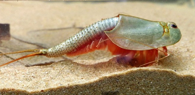 Loài tôm lạ sống trong sa mạc: Cổ nhất hành tinh, 50 năm không có nước mà trứng vẫn nở tốt - Ảnh 10. Loài tôm lạ sống trong sa mạc: Cổ nhất hành tinh, 50 năm không có nước mà trứng vẫn nở tốt - Ảnh 10.