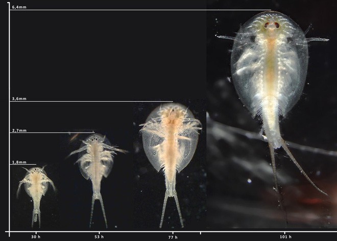 Loài tôm lạ sống trong sa mạc: Cổ nhất hành tinh, 50 năm không có nước mà trứng vẫn nở tốt - Ảnh 12. Loài tôm lạ sống trong sa mạc: Cổ nhất hành tinh, 50 năm không có nước mà trứng vẫn nở tốt - Ảnh 12.