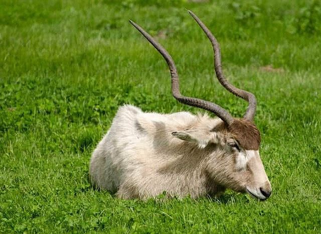 Top 10 bộ sừng và gạc đẹp nhất thế giới động vật - Ảnh 2.