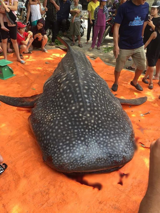 Cá mập bị xẻ thịt ở Thanh Hóa có nguy cơ tuyệt chủng rất lớn - Ảnh 1.