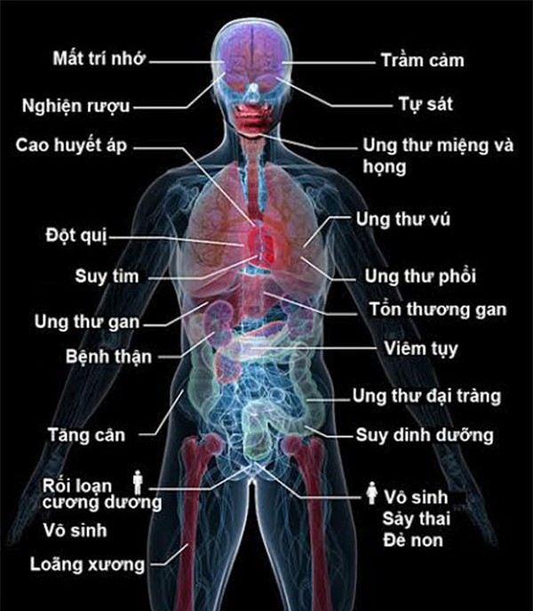 Uống rượu bia thường xuyên: 5 cơ quan nội tạng bốc hơi đáng giật mình - Ảnh 7.