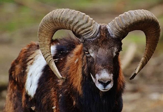 Top 10 bộ sừng và gạc đẹp nhất thế giới động vật - Ảnh 5.