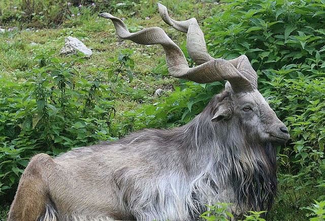 Top 10 bộ sừng và gạc đẹp nhất thế giới động vật - Ảnh 8.