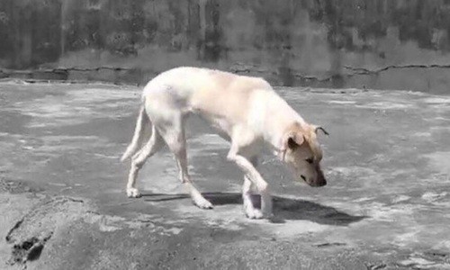 Du khách tức giận khi chỉ thấy độc một con chó nhà trong chuồng sói tại sở thú Trung Quốc - Ảnh 2.