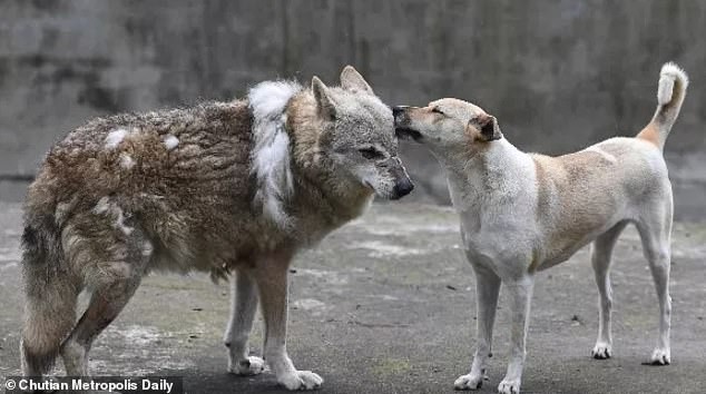 Du khách tức giận khi chỉ thấy độc một con chó nhà trong chuồng sói tại sở thú Trung Quốc - Ảnh 5.