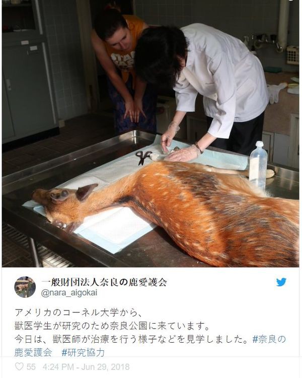 Phát hiện kinh hoàng khi mổ xác nai ở Công viên Nara Nhật Bản - Ảnh 1.