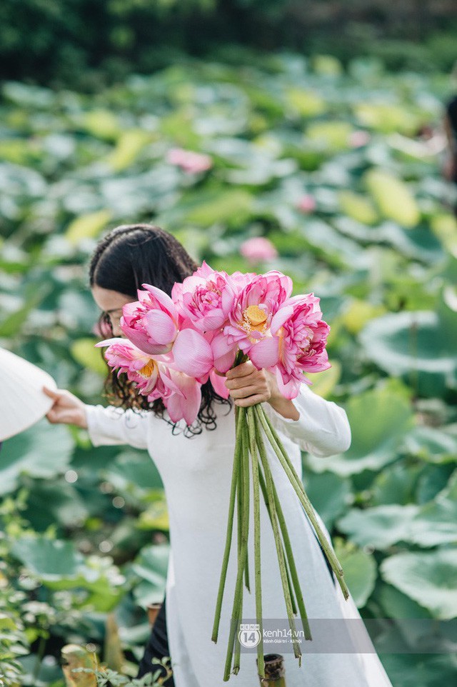 Từng được hãng tin AFP của Pháp giới thiệu, nghệ thuật ướp trà sen hồ Tây có gì mà khiến người ta chú ý đến vậy? - Ảnh 3.