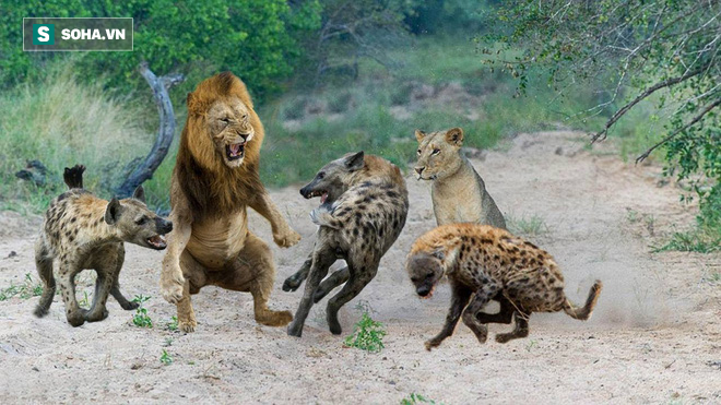 3 sư tử đực bị 30 con linh cẩu quây và chiến thắng khó tin cho nhà vua - Ảnh 1.
