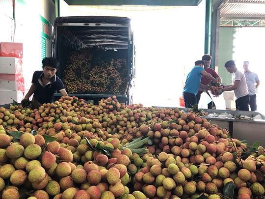 Ngay tại Bắc Giang, vải tươi loại 1 mua tại vườn giá 70.000 đồng/kg - Ảnh 1.