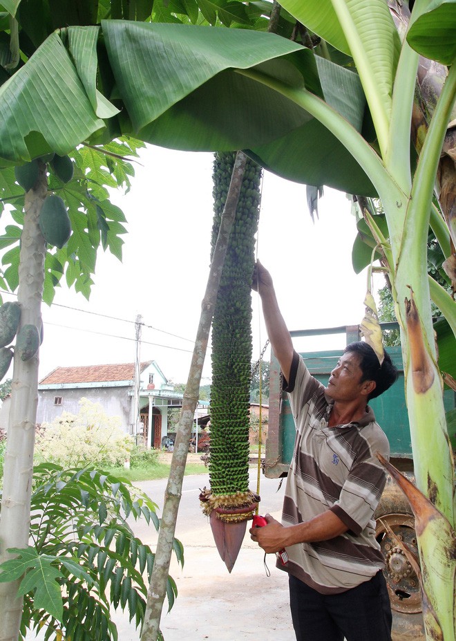 Lâm Đồng: Được bạn tặng cây chuối, người đàn ông bất ngờ khi cây mọc buồng khủng tới... 118 nải - Ảnh 1.