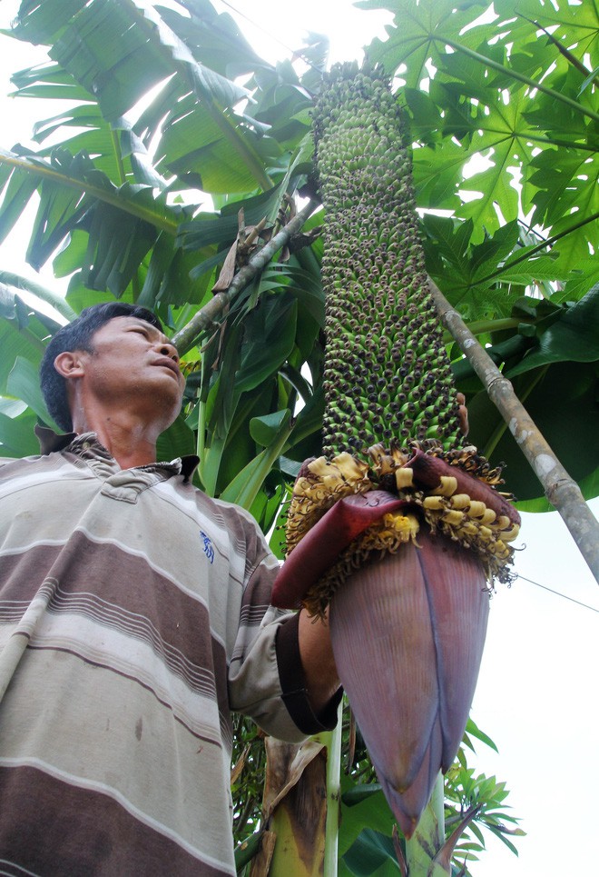 Lâm Đồng: Được bạn tặng cây chuối, người đàn ông bất ngờ khi cây mọc buồng khủng tới... 118 nải - Ảnh 2.