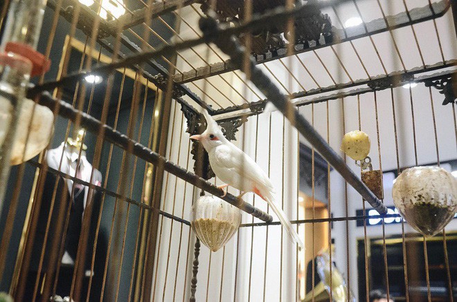 Gặp ông trùm thời trang với bộ sưu tập chim khủng 10 tỷ đồng: Chim nằm điều hòa, có camera an ninh và hai nhân viên chăm sóc đặc biệt - Ảnh 3.