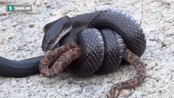 Sở hữu nọc độc cao nguy hiểm top 4 thế giới, rắn pit viper vẫn bỏ mạng vì hung thần này - Ảnh 1.